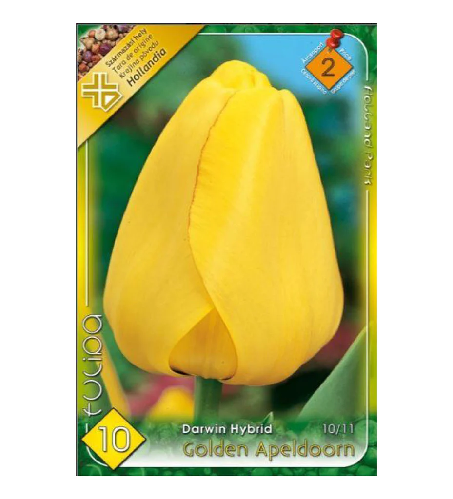 Bulbi de flori - Lalele galbene / Tulipa Golden Apeldoorn