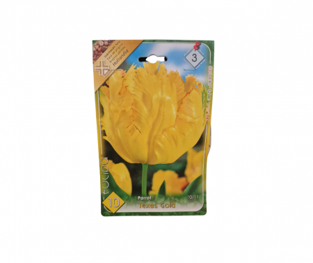 Bulbi de flori - Lalele galbene / Tulipa Texas Gold