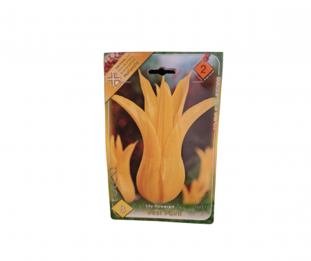 Bulbi de flori - Lalele galbene / Tulipa West Point