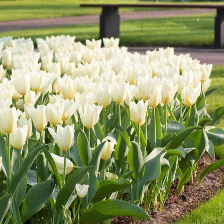 Lalele / Tulipa Purissima Fosteriana - 7 bulbi - [1]
