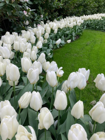 Bulbi de flori - Lalele / Tulipa Purissima Fosteriana - 7 bulbi -