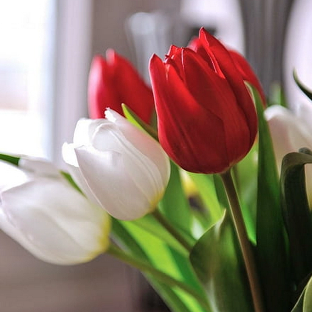 Bulbi de flori - Lalele / Tulipa trio easter monday - 6 bulbi -