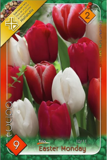 Lalele / Tulipa trio easter monday - 6 bulbi - [1]
