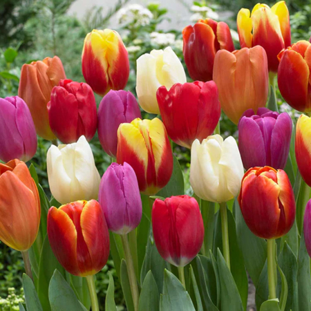 Bulbi de flori - Lalele / Tulipa Triumph mixed - 8 bulbi -