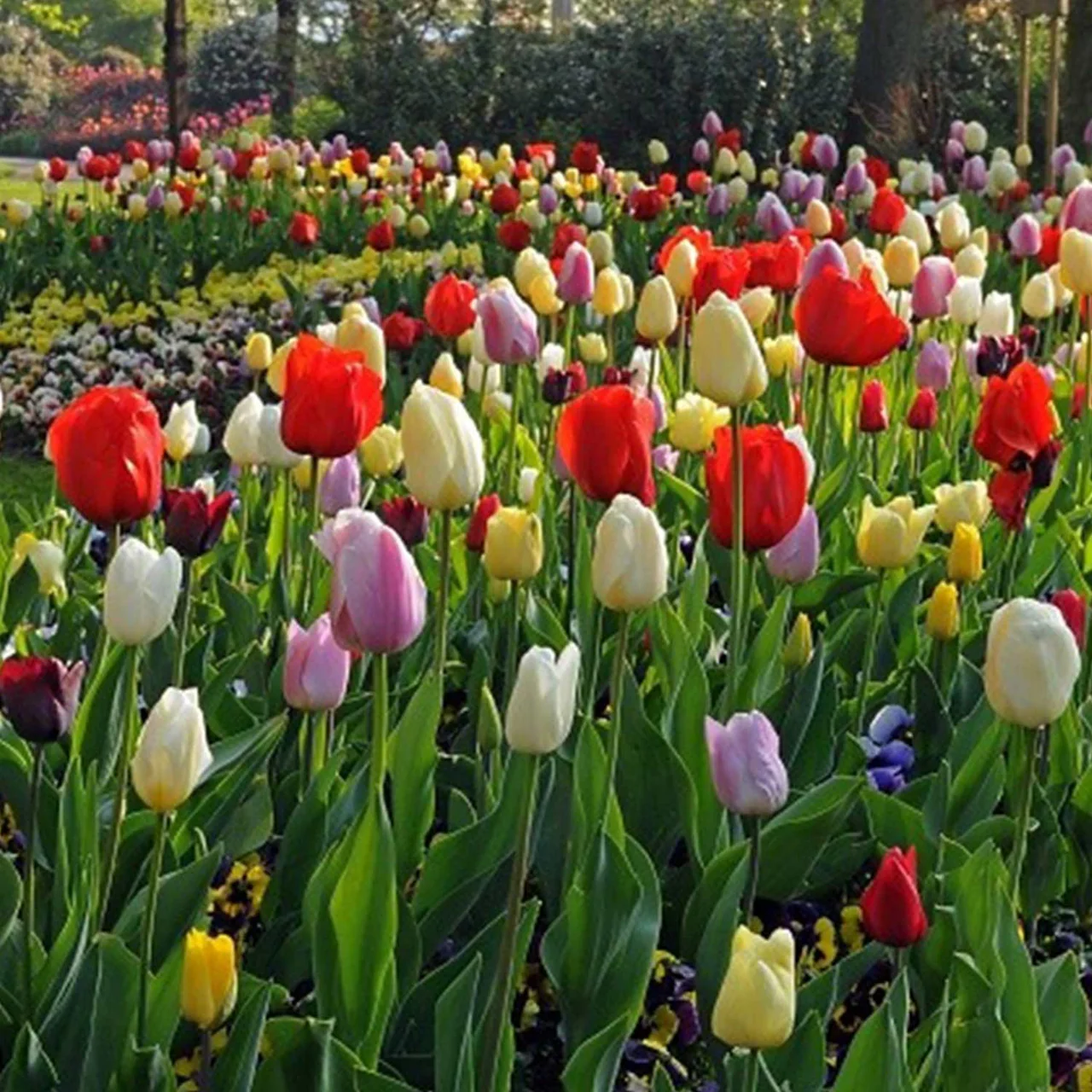 Lalele / Tulipa Triumph mixed - 8 bulbi - [2]