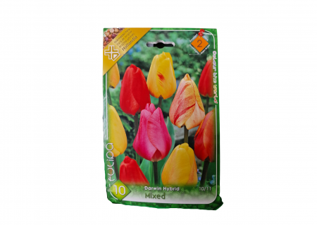 Bulbi de flori - Lalele multicolor/ Tulipa darwin hybrid mixed