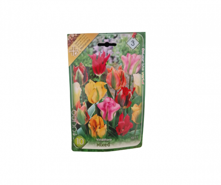 Bulbi de flori - Lalele multicolor / Tulipa viridiflora mixed