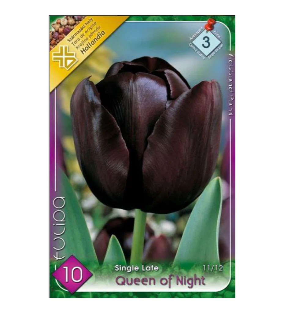 Bulbi de flori - Lalele negre/ Tulipa single late Queen of Night