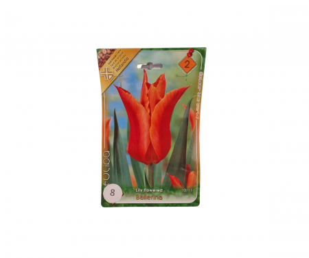 Bulbi de flori - Lalele portocalii / Tulipa Ballerina
