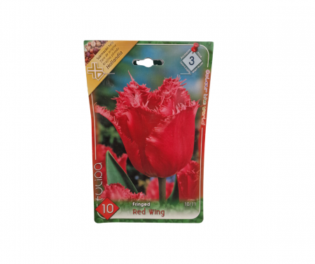 Bulbi de flori - Lalele rosii franjurate / Tulipa Red Wing