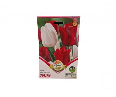 Bulbi de flori - Lalele rosii si albe / Tulipa Duo Red&White