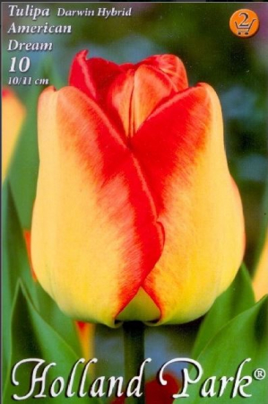 Bulbi de flori - Lalele rosii / Tulipa American Dream