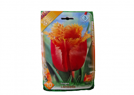 Bulbi de flori - Lalele rosii franjurate / Tulipa Lambada