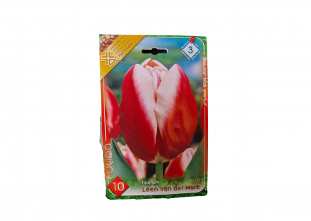Bulbi de flori - Lalele rosii / Tulipa Leen Van der Mark