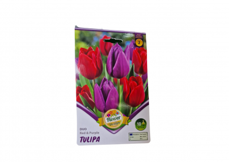 Bulbi de flori - Lalele rosu - violet/ Tulipa duo Red&Purple
