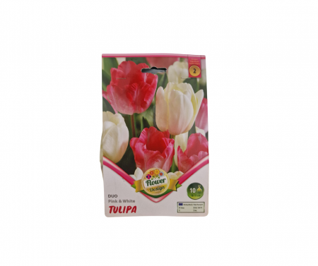 Bulbi de flori - Lalele roz si alb / Tulipa Duo pink and white