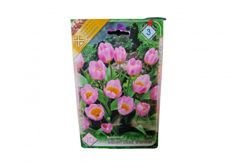 Bulbi de flori - Lalele roz / Tulipa botanical Bakeri Lilac Wonder