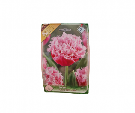 Bulbi de flori - Lalele roz / Tulipa fringed Queensland