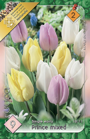 Lalele - Tulipa Trio Prince Mixed - 6 bulbi - [1]