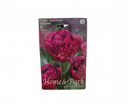 Bulbi de flori - Lalele violet / Tulipa fringed Mascotte