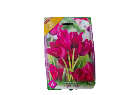 Bulbi de flori - Lalele violet / Tulipa Night Club