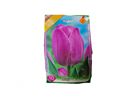 Bulbi de flori - Lalele violet / Tulipa triumph Attila