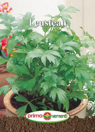 Seminte de Leustean - Leustean