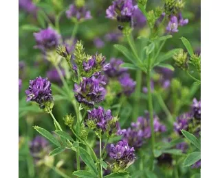Seminte lucerna - Lucerna Eugenia - sac 5 kg