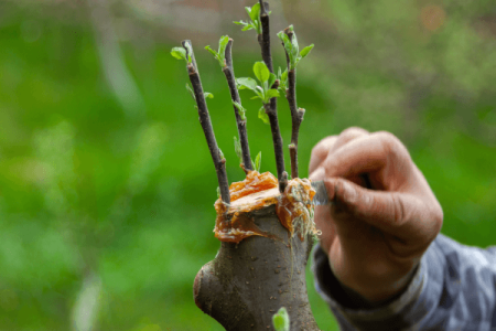Mastic de Altoit si Cicatrizat Arbokol Copper, 1 kg, cu Adaos de Cupru, pentru Pomi si Vita de Vie [1]