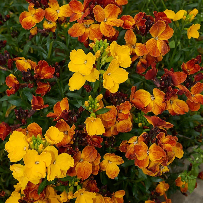 Micsunele Parfumate – Inflorire Timpurie si Culori Vesele [1]