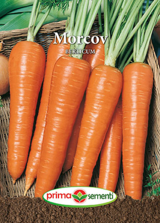 Seminte morcovi - Morcov Berlicum