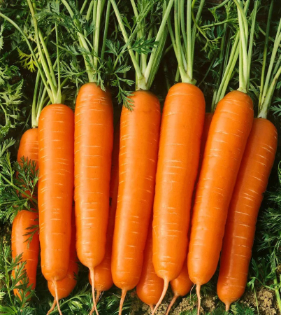 Morcov - Nantes 5g [1]