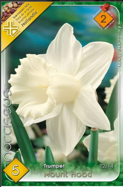 Bulbi de flori - Narcisa alba / Narcissus Mount Hood