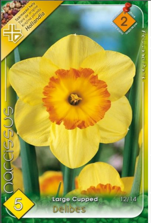 Bulbi de flori - Narcisa galbena / Narcissus Delibes