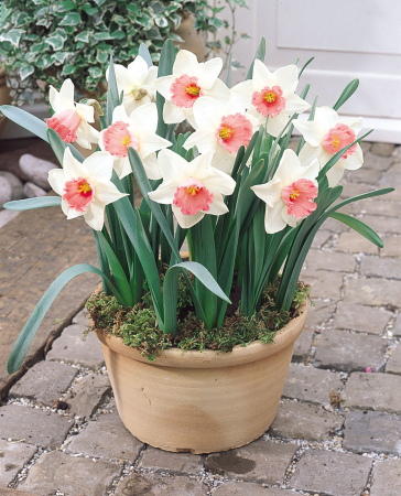 Bulbi de flori - Narcisa / Narcissus Salome Large Cupped - 5 bulbi -