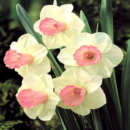 Narcisa / Narcissus Salome Large Cupped - 5 bulbi - [2]