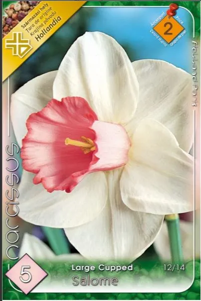 Narcisa / Narcissus Salome Large Cupped - 5 bulbi - [1]