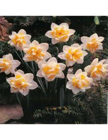 Narcise / Narcissus Double White Lion – 5 bulbi - [1]