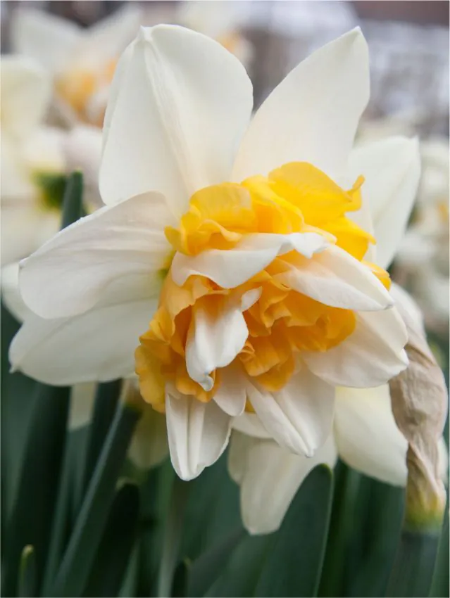 Bulbi de flori - Narcise / Narcissus Double White Lion – 5 bulbi -