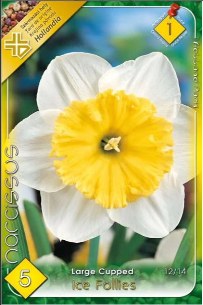 Bulbi de flori - Narcise/ Narcissus Ice Follies