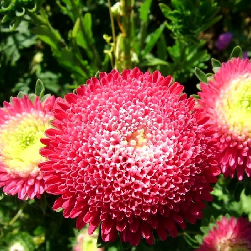 Ochiul boului Roșu- Kertimag [1]