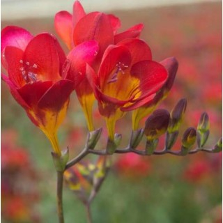 Pachet 10 Bulbi Frezia Red Single - Rosu Vibrant si Parfum Seducator [2]