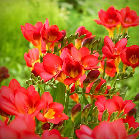 Bulbi de flori - Pachet 10 Bulbi Frezia Red Single - Rosu Vibrant si Parfum Seducator