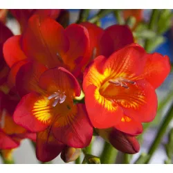 Pachet 10 Bulbi Frezia Red Single - Rosu Vibrant si Parfum Seducator [1]