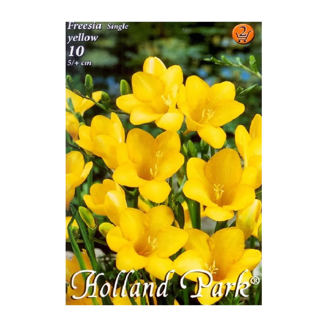 Bulbi de flori - Pachet 10 Bulbi Frezia Yellow Single - Galben Solar si Parfum Intens