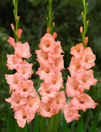 Pachet 10 Bulbi Gladiole Duo Red Pink - Mix Rosu si Roz Vibrant [3]