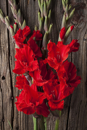 Pachet 10 Bulbi Gladiole Duo Red Pink - Mix Rosu si Roz Vibrant [1]
