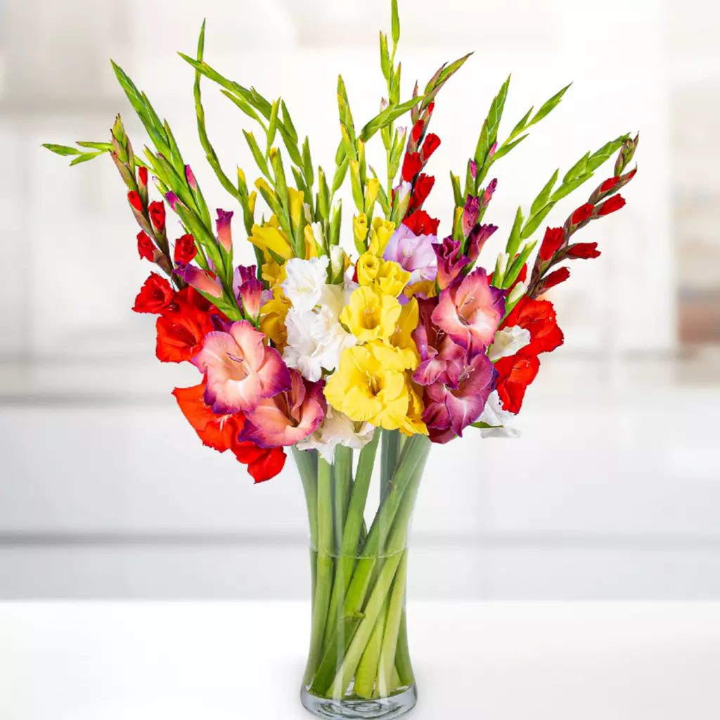 Pachet 10 Bulbi Gladiole Mix - Amestec Multicolor de Vara [1]