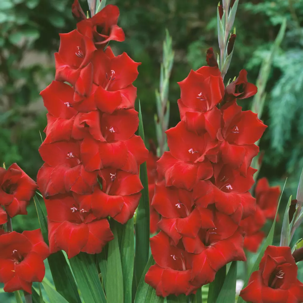 Pachet 10 Bulbi Gladiole Osca - Rosu Intens si Impunator [3]