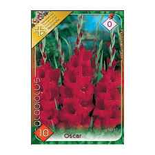 Seminte - Pachet 10 Bulbi Gladiole Osca - Rosu Intens si Impunator